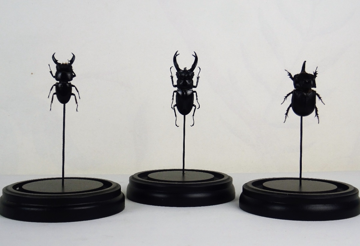 Group of three Beetle Specimens under Glass Domes with Ebonised Bases